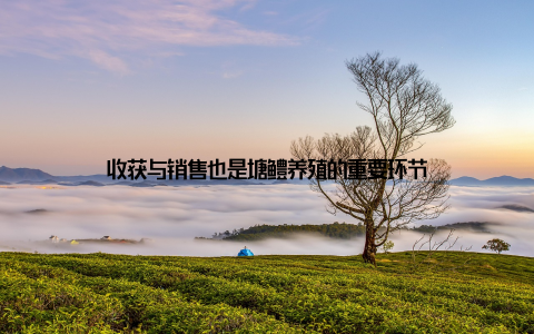 收获与销售也是塘鳢养殖的重要环节