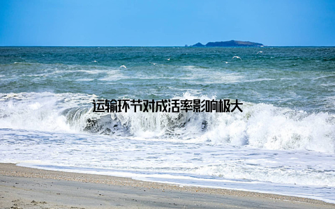 运输环节对成活率影响极大