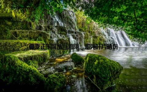 夏季正午可适当遮阴, 避免叶片晒伤