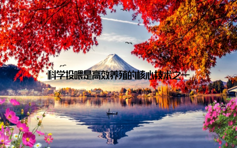 科学投喂是高效养殖的核心技术之一