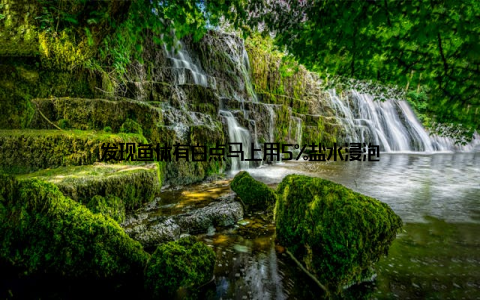 发现鱼体有白点马上用5%盐水浸泡