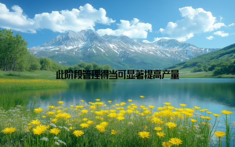 此阶段管理得当可显著提高产量