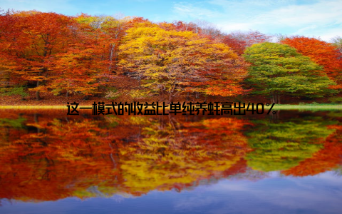 这一模式的收益比单纯养蚝高出40%