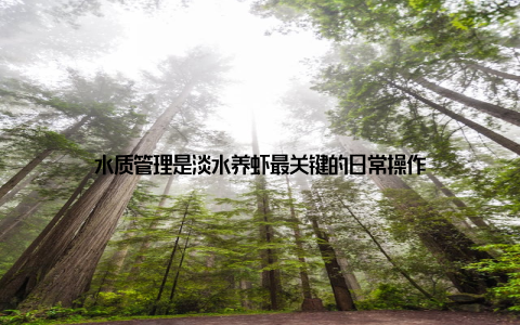 水质管理是淡水养虾最关键的日常操作