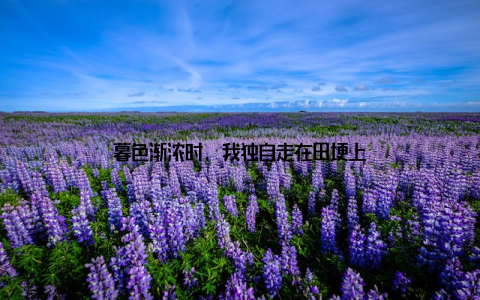 暮色渐浓时, 我独自走在田埂上