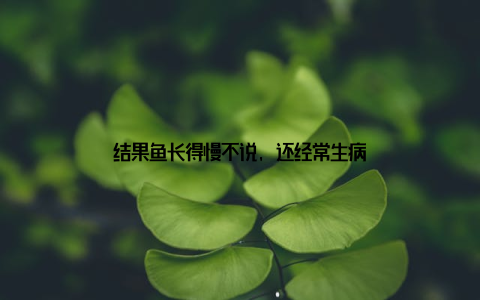 结果鱼长得慢不说, 还经常生病