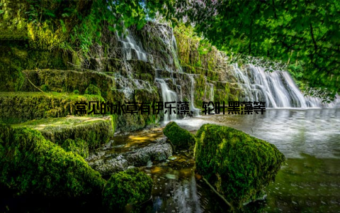 常见的水草有伊乐藻、轮叶黑藻等