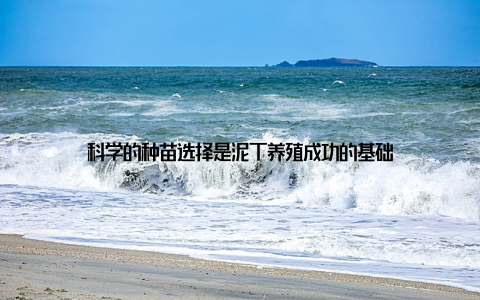 科学的种苗选择是泥丁养殖成功的基础