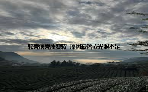 软壳病壳质变软 原因缺钙或光照不足