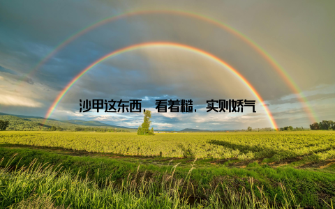 沙甲这东西, 看着糙, 实则娇气