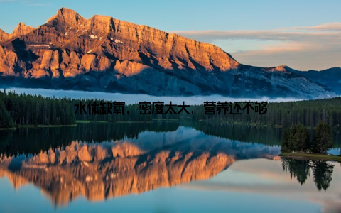 水体缺氧, 密度太大, 营养还不够