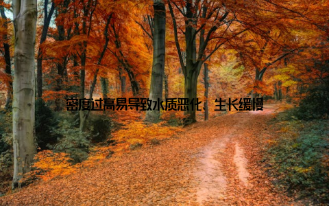 密度过高易导致水质恶化、生长缓慢