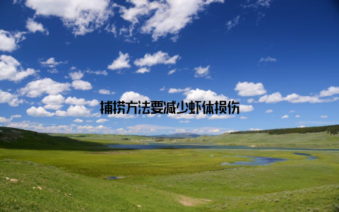 捕捞方法要减少虾体损伤