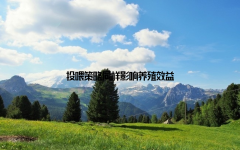 投喂策略同样影响养殖效益